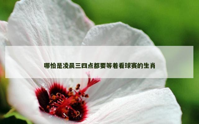 哪怕是凌晨三四点都要等着看球赛的生肖