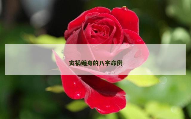 灾祸缠身的八字命例