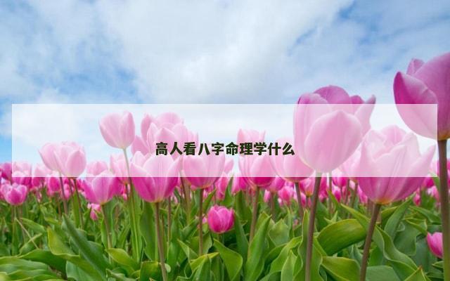 高人看八字命理学什么