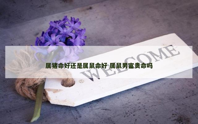 属猪命好还是属鼠命好 属鼠男富贵命吗