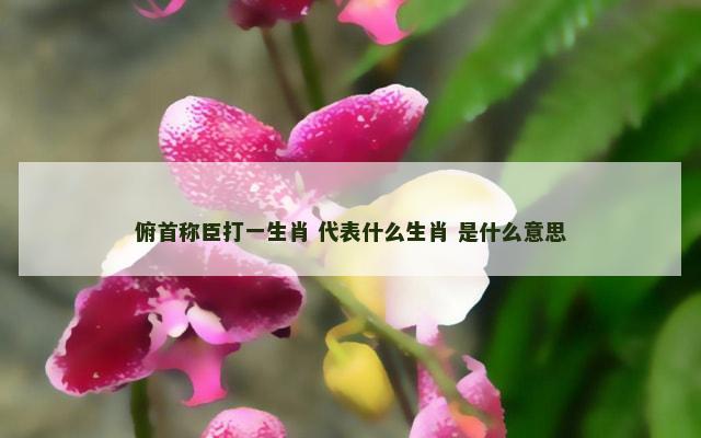 俯首称臣打一生肖 代表什么生肖 是什么意思