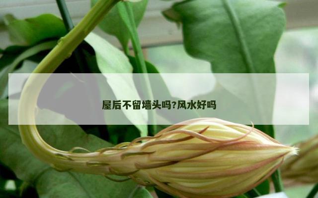 屋后不留墙头吗?风水好吗