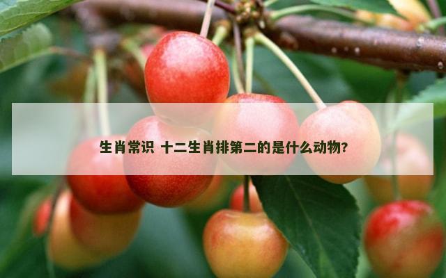 生肖常识 十二生肖排第二的是什么动物?