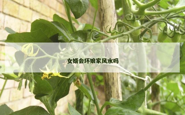 女婿会坏娘家风水吗
