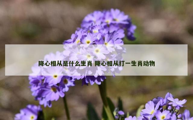 降心相从是什么生肖 降心相从打一生肖动物