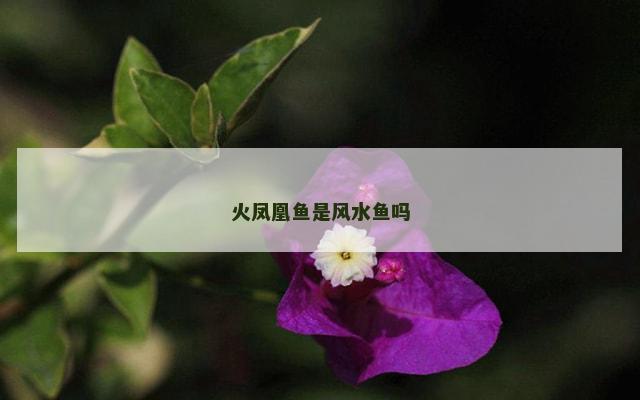 火凤凰鱼是风水鱼吗