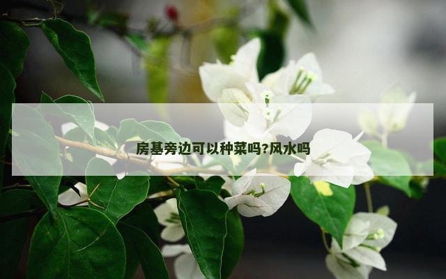房基旁边可以种菜吗?风水吗