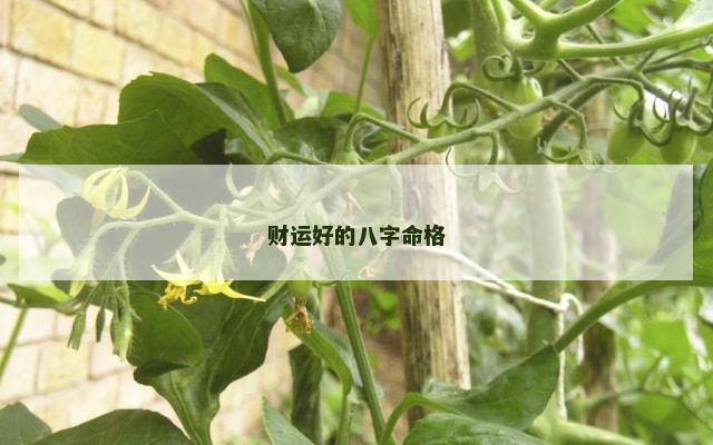 财运好的八字命格