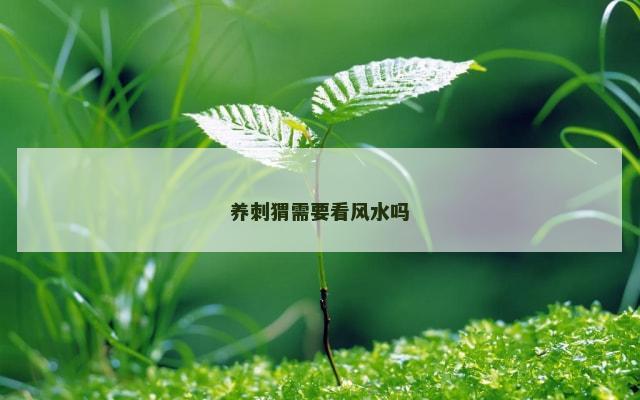 养刺猬需要看风水吗