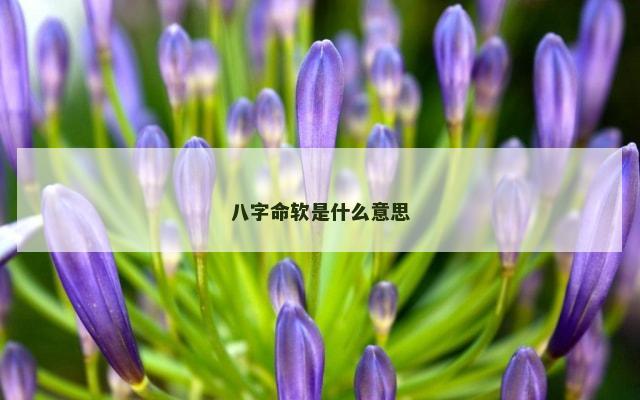 八字命软是什么意思