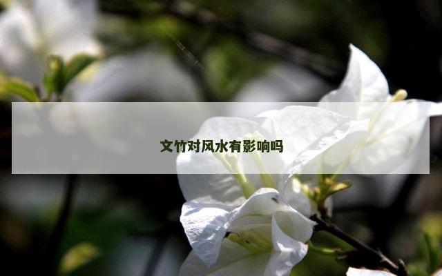 文竹对风水有影响吗