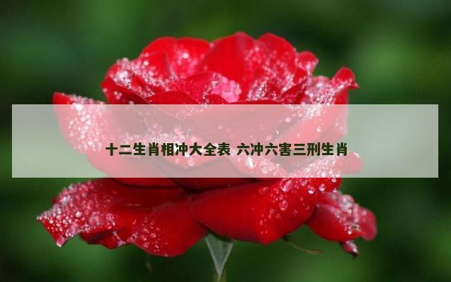 十二生肖相冲大全表 六冲六害三刑生肖