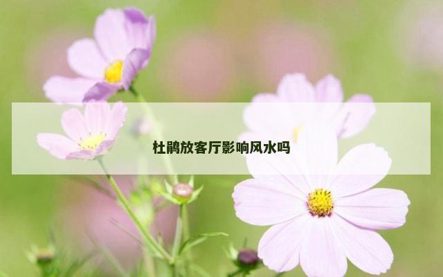 杜鹃放客厅影响风水吗