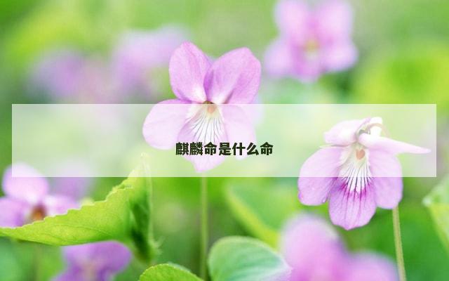 麒麟命是什么命