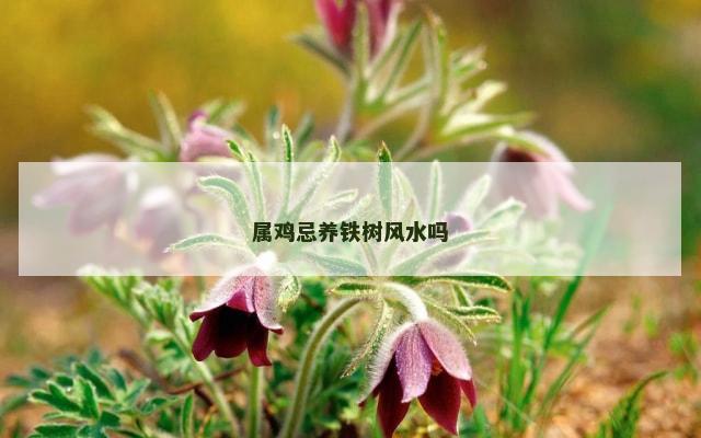 属鸡忌养铁树风水吗