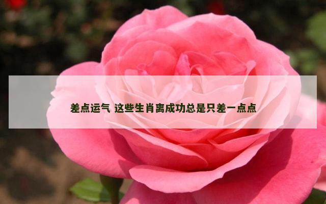 差点运气 这些生肖离成功总是只差一点点