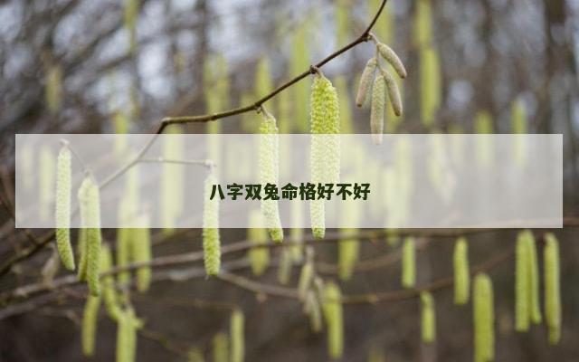 八字双兔命格好不好