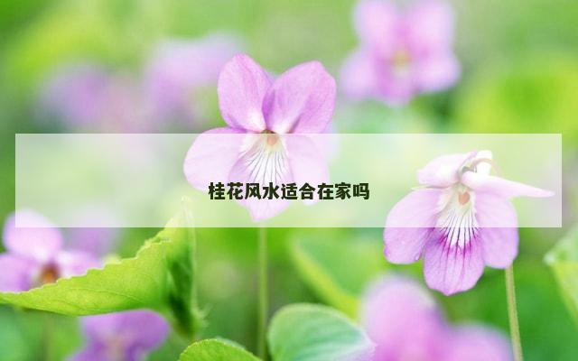 桂花风水适合在家吗