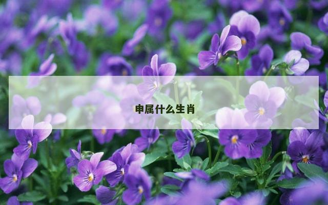 申属什么生肖