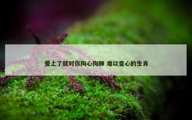 爱上了就对你掏心掏肺 难以变心的生肖