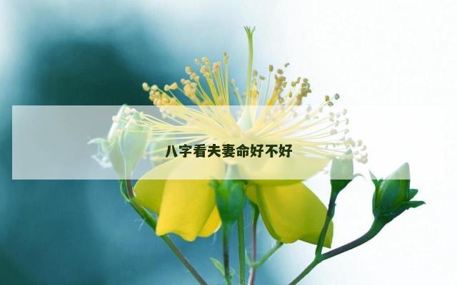 八字看夫妻命好不好