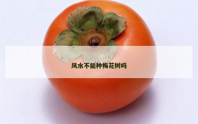 风水不能种梅花树吗