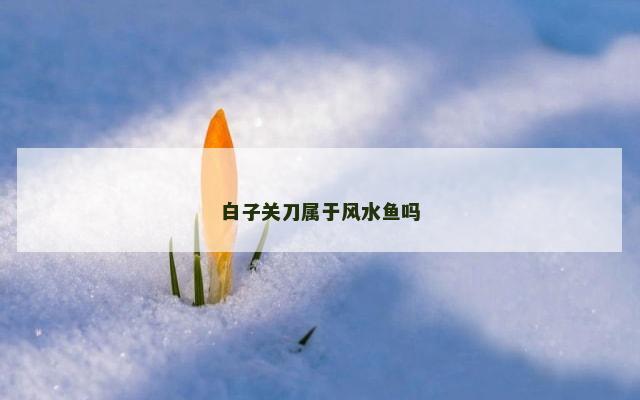 白子关刀属于风水鱼吗