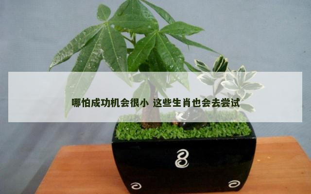 哪怕成功机会很小 这些生肖也会去尝试