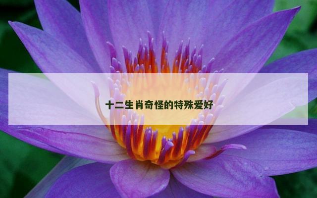 十二生肖奇怪的特殊爱好