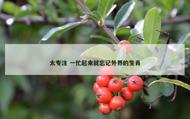 太专注 一忙起来就忘记外界的生肖