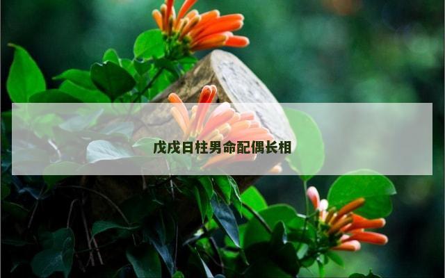 戊戌日柱男命配偶长相