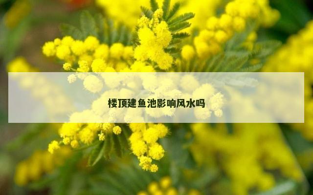 楼顶建鱼池影响风水吗