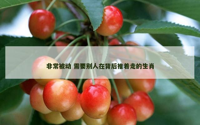 非常被动 需要别人在背后推着走的生肖
