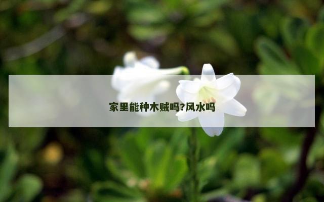 家里能种木贼吗?风水吗