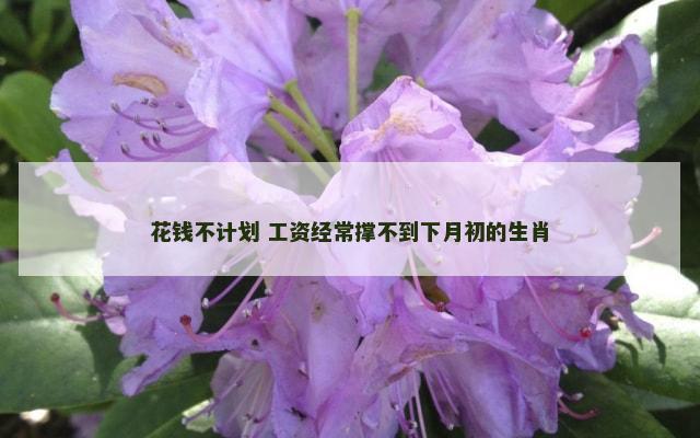 花钱不计划 工资经常撑不到下月初的生肖
