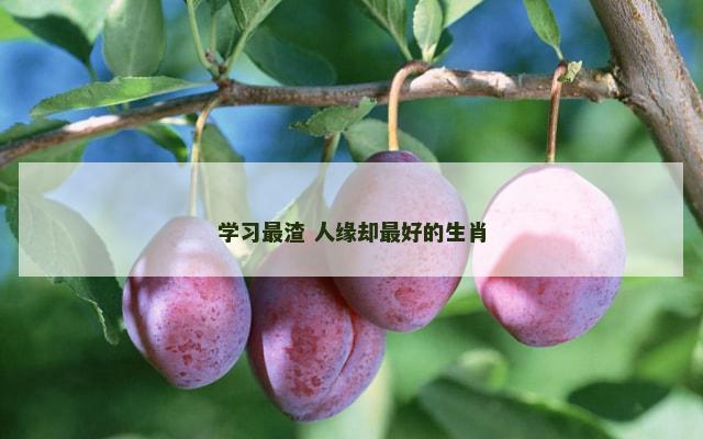 学习最渣 人缘却最好的生肖