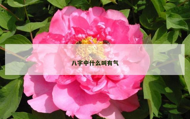 八字中什么叫有气
