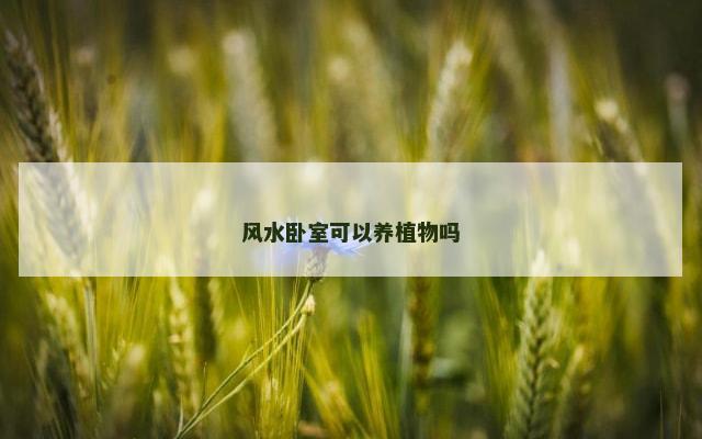 风水卧室可以养植物吗