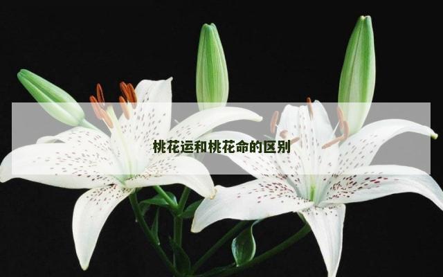 桃花运和桃花命的区别