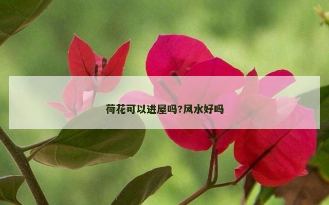 荷花可以进屋吗?风水好吗