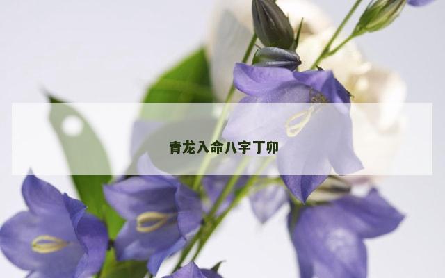 青龙入命八字丁卯