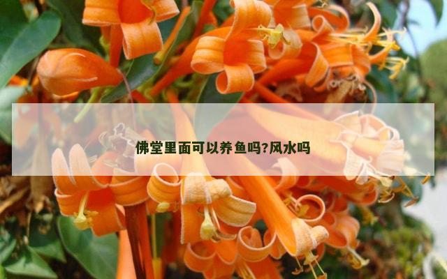佛堂里面可以养鱼吗?风水吗