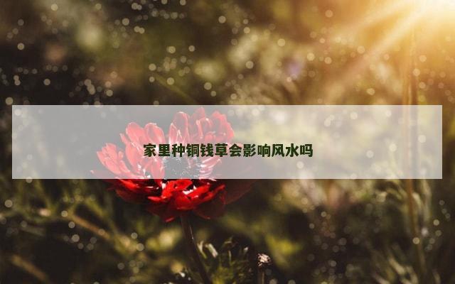 家里种铜钱草会影响风水吗