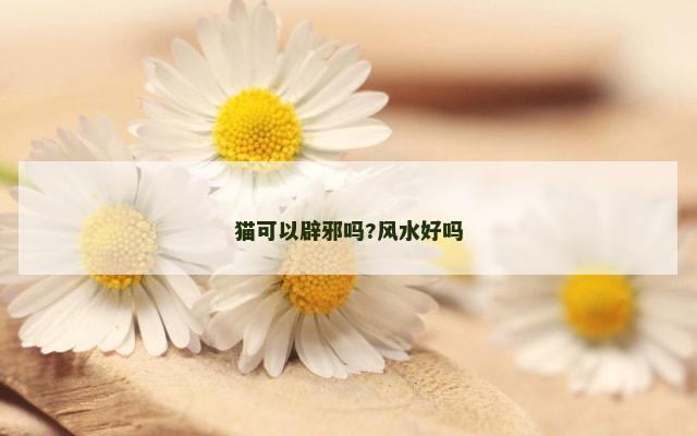 猫可以辟邪吗?风水好吗