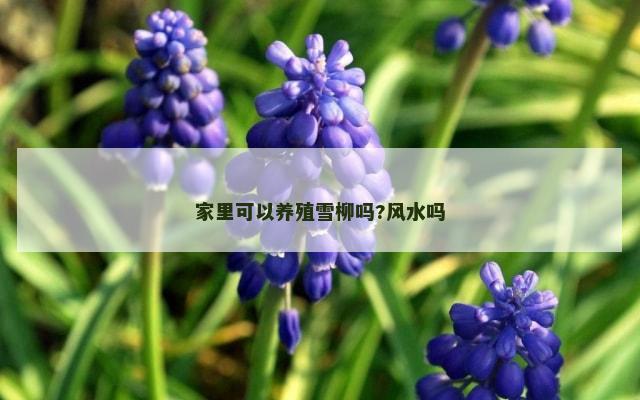 家里可以养殖雪柳吗?风水吗