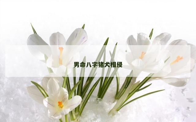 男命八字猪犬相侵