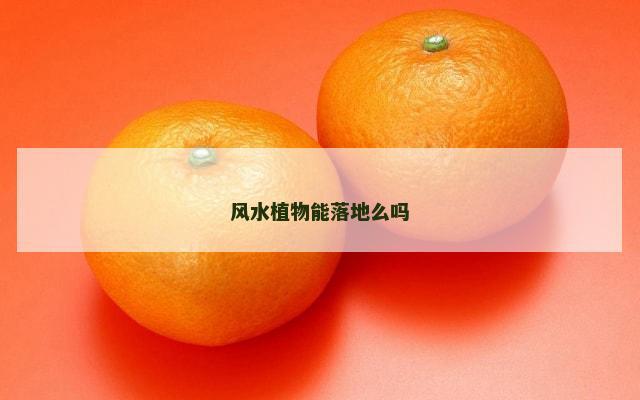 风水植物能落地么吗