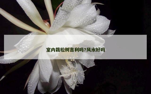 室内栽松树吉利吗?风水好吗