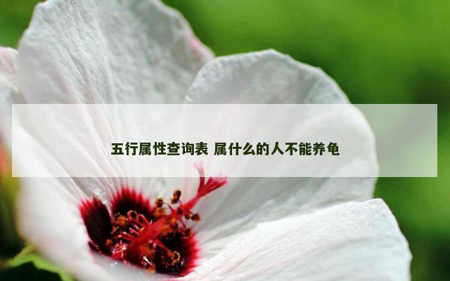 五行属性查询表 属什么的人不能养龟