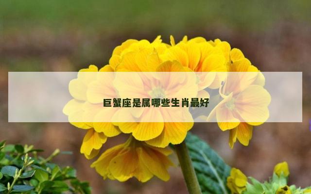 巨蟹座是属哪些生肖最好